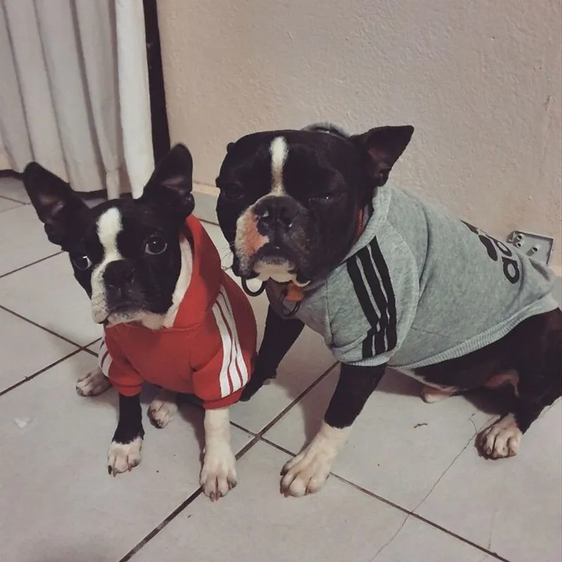 Adidog Pup Sweater
