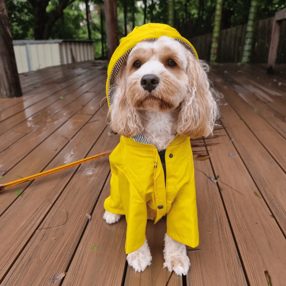 Dog Raincoat - Yellow