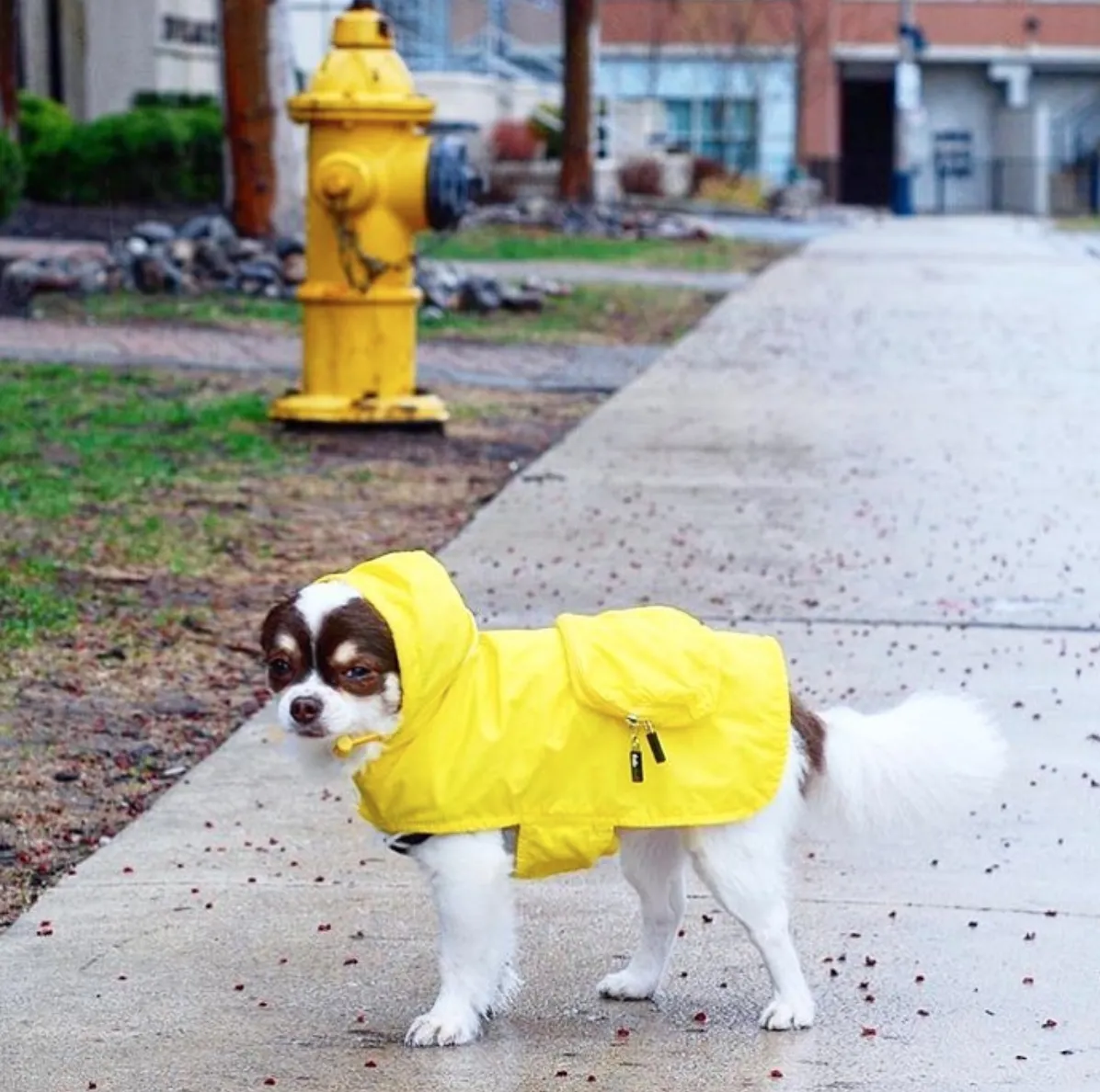 FabDog Raincoat for Dogs