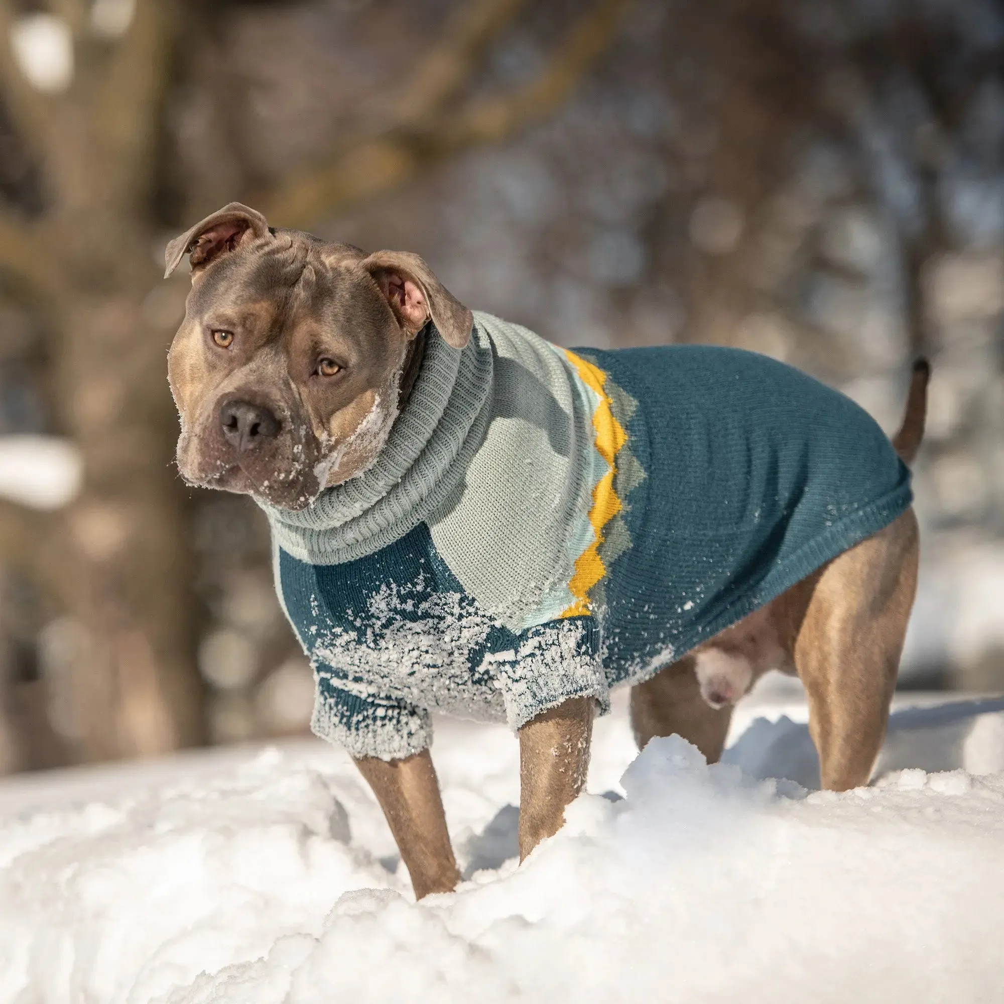 Fireside Dog Sweater | Dark Teal