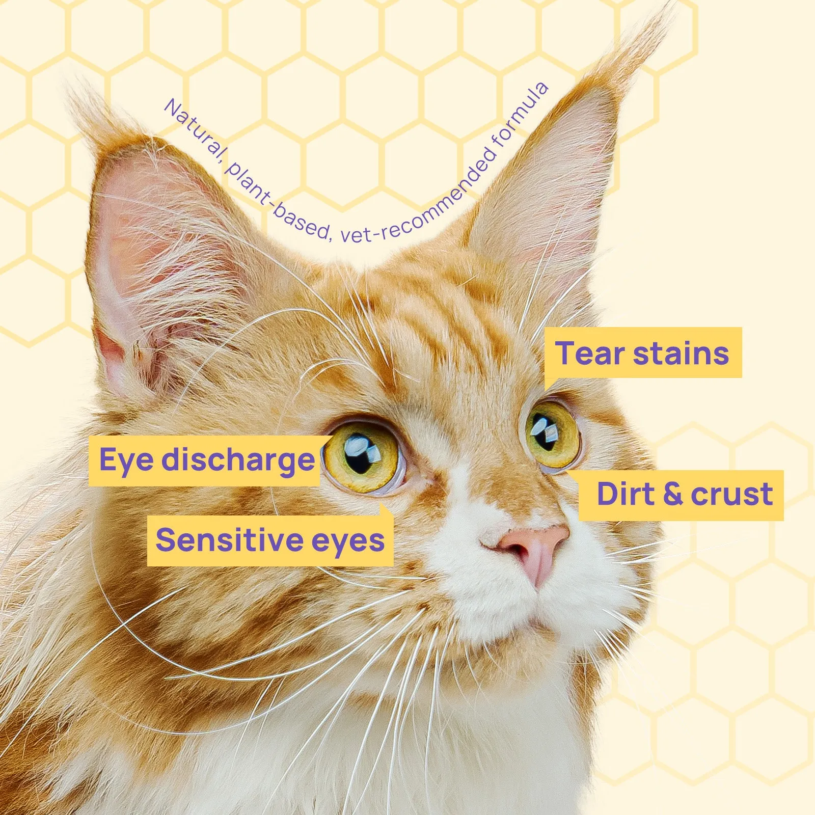 HICC Pet®  Hypoallergenic Pet Eye Wipes For Cats, Manuka Honey Scent, 100 Pads