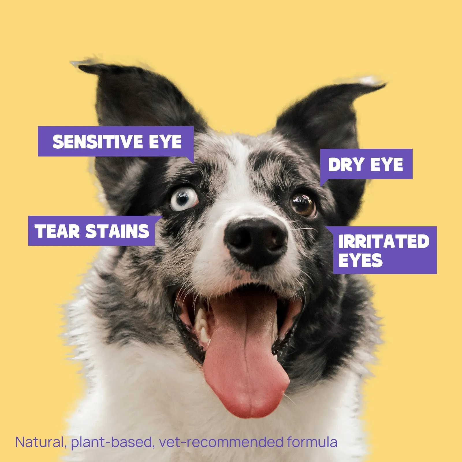HICC Pet® Hypoallergenic Pet Eye Wipes For Dogs, Coconut Scent, 100 Pads, Set of 2