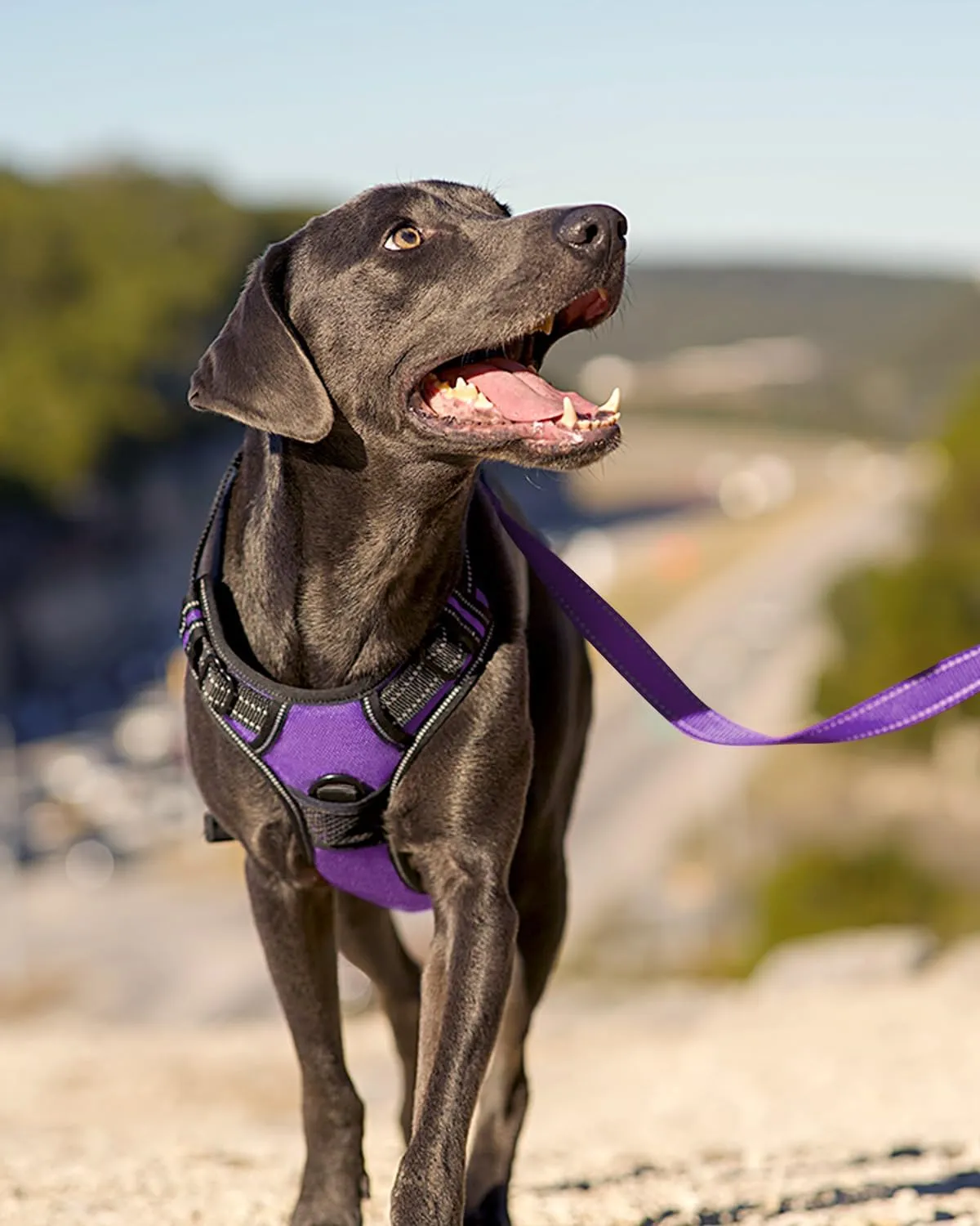 Joytale No Pull Dog Harness Medium Sized Dog, Reflective Pet Vest with Front Clip, Adjustable Soft Padded Harnesses with Easy Control Handle for Training and Walking, Purple, M