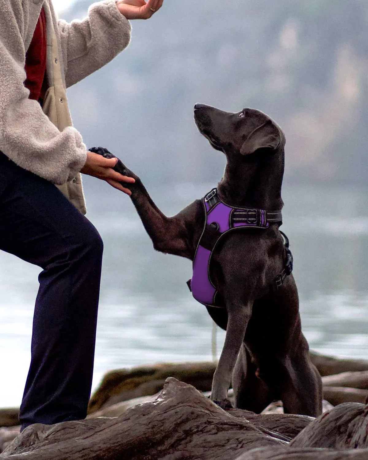 Joytale No Pull Dog Harness Medium Sized Dog, Reflective Pet Vest with Front Clip, Adjustable Soft Padded Harnesses with Easy Control Handle for Training and Walking, Purple, M