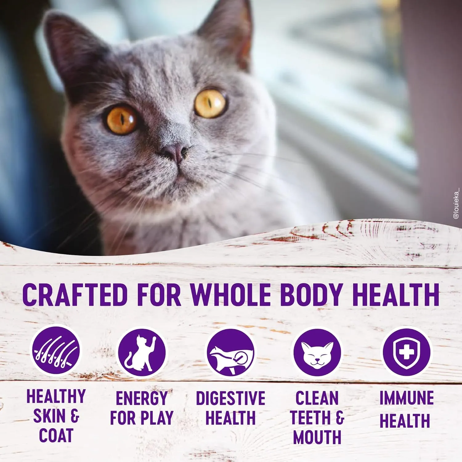 Wellness Complete Health Grain Free Senior Dry Cat Food, 5 Pound Bag Bundle Kittles Natural Grain Free Cat Treats (Chicken, 2 oz)