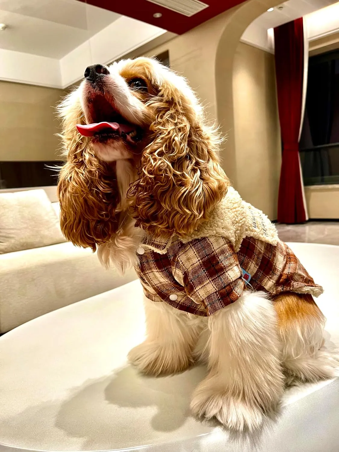 Windproof Warm Jackets for Dogs: Cold Weather Coat with Lapel, Berber Fleece Extra Warm Pet Apparel Button Design for Small Dogs(Brown,Medium)