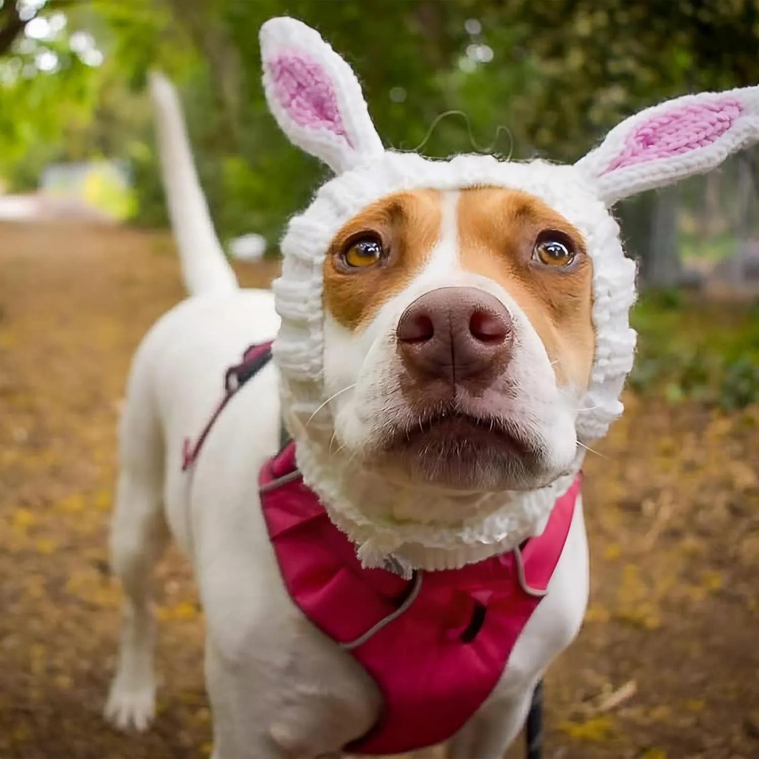 Zoo Snoods Bunny Costume - Knit Easter Dog Snood Ear Wrap for Pets, Warm Neck Cover for Halloween and Winter (Large)